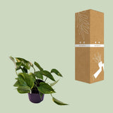 Plante artificielle Scindapsus orange Ø12 cm