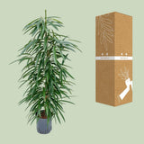 Ficus binnendijkii 'alii' (hydro) - Ø18cm - ↕110cm