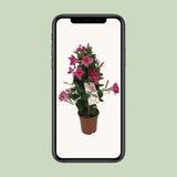 Plante Mandevilla Sundaville rose