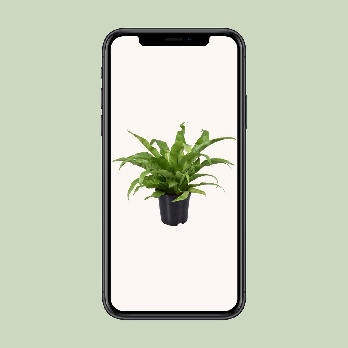 Asplenium Antiquum - Plante d'intérieur en pot décoratif