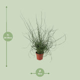 Sildrefamilien Spirale - Ø12cm - ↕30cm