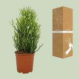 Euphorbia Tirucalli - Ø21cm - ↕60cm