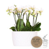 Bol à orchidées blanc avec réservoir d'eau et plantes vertes