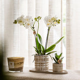 Ensemble de plantes Le Chic avec orchidée Phalaenopsis blanche et succulente en pots céramique