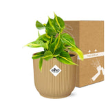 Philodendron grimpant jaune 14 cm