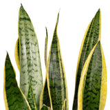 Sansevieria Laurentii - Langue de Dame - Ø14cm - ↕40cm