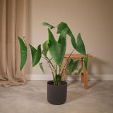 Alocasia Zébrina - Ø19cm - ↕75cm
