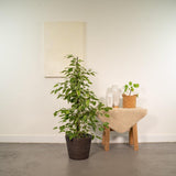 Ficus Benjamina Goldenking 95 cm