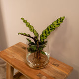 Calathea Insignis en verre Kingston - ø4cm - ↕30cm