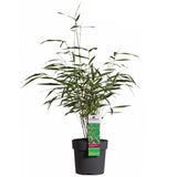 Coloredia scabrida 'asian wonder' - Ø14cm - ↕40cm