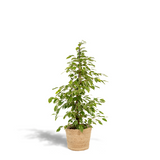 Ficus Benjamina Goldenking - plante d'intérieur avec feuillage dense
