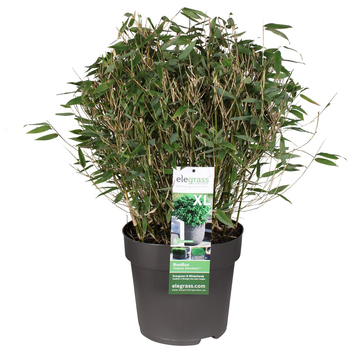 Fargesia 'Moontears'® - feuillage en gros plan