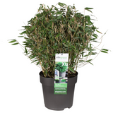 Fargesia 'Moontears'® - feuillage en gros plan