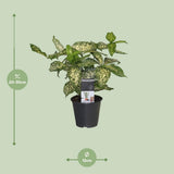 Dracaena Godsefiana - Ø12cm - ↕25cm