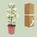 Codiae variegatum tamara - Ø27cm - ↕100cm