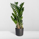 Zamioculcas Zamiifolia - Palmier émeraude - Ø17cm - ↕70cm