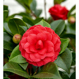 Plante Camellia japonica 'Black Lace' en pot Ø19 cm