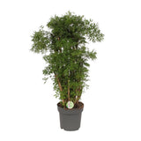 Polyscias Hawaiian - Ø24cm - ↕95cm