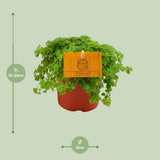 Plante aluminium Pilea 12 cm