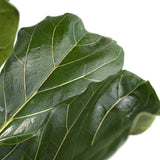 Ficus Lyrata - Plante à caoutchouc - Ø21cm - ↕100cm