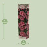 Plante Dipladenia rose