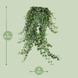 Hedera Helix Pitsburg - Hang / xxl - Ø24cm - ↕cm