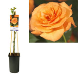 Rosa grimpante orange - Ø17 cm - 75 cm