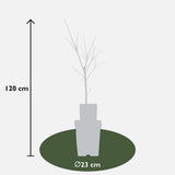 Castanea sativa en intérieur, ajoutant une touche naturelle à la décoration
