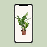 Delicious Monstera - Ø17cm - ↕60cm