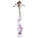 Plante Rosa Crazy in Love rose - Ø15 cm - 65 cm