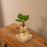 Clusia en verre Samoa avec éclairage LED - Ø4cm - ↕10cm