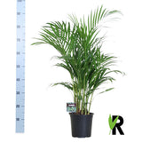 Dypsis Lutescens - Palmier d'intérieur élégant avec feuilles vertes luxuriantes