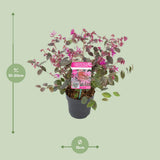 Loropetalum Chin. 'Fire Dance' - Ø15cm - ↕20cm