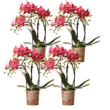 Lot de 4 orchidées Phalaenopsis orange en pot