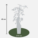 Parthénossus Henryana - Wilde Wingerd chinois - Ø15cm - ↕65cm