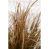 Inconnu rouge Everflame - Ø19cm - ↕40cm - Ø14 - ↨30cm