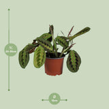 Promo - Fascinateur de Maranta Leuconeura - Ø12cm - ↕30cm
