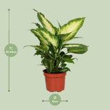 Dieffenbachia Camilla - Ø12cm - ↕35cm