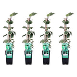 4x - Ivy Algeriensis 'Gloire de Maren' - ↨65cm - Ø15