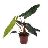 Philodendron Bilietiae - Ø12cm - ↕25cm