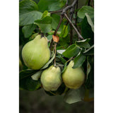 Cydonia oblonga 'Vranja' - Ø23cm - ↕120cm