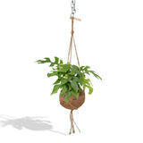 Plante Kokodama Monstera Minima verte Ø15 cm 25 cm
