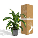 Dracaena Fragrans Vert Jaune - Dragonnier - Ø17cm - ↕40cm