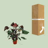 Plante Philodendron Ruby pyramide Ø19 cm H75 cm