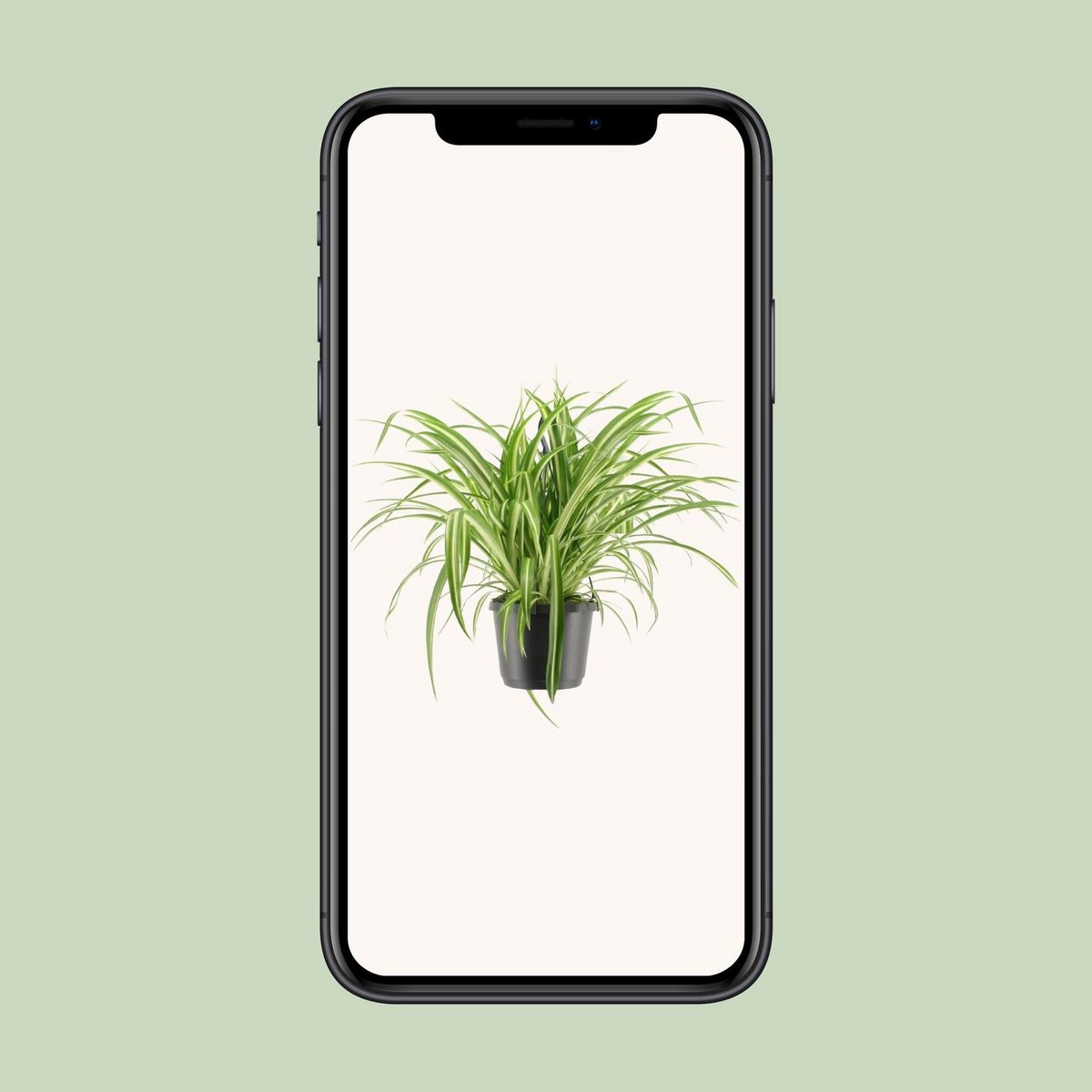Chlorophytum comosum variegatum en pot décoratif - Plante d'intérieur élégante