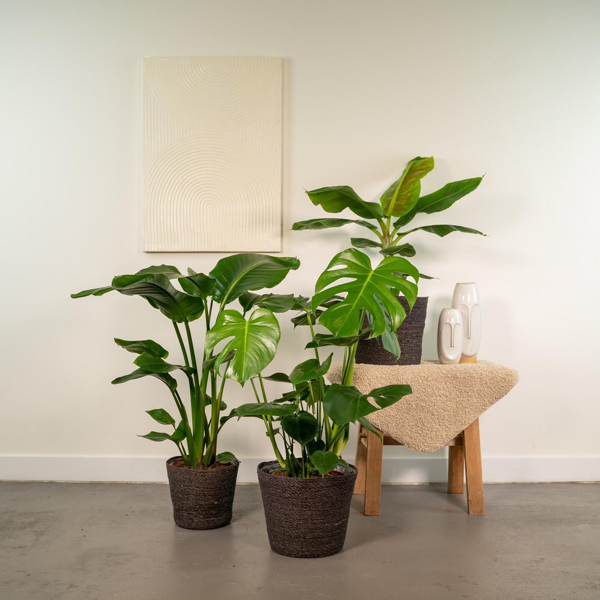 Lot de 3 plantes d'intérieur tropicales