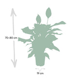 Spathiphyllum - Lys de la Paix - ø19cm - ↕80cm