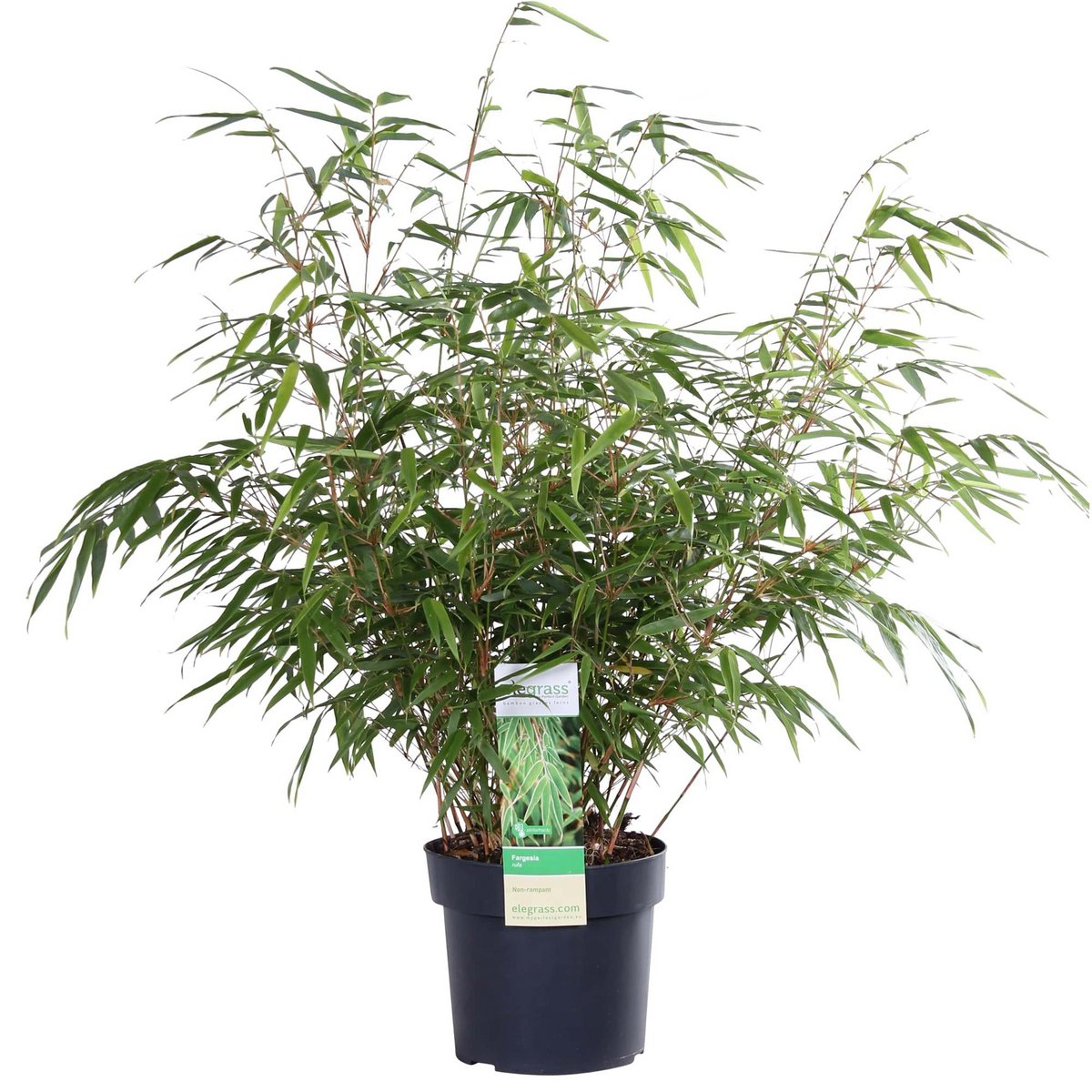 Fargesia Rufa - Plante décorative en extérieur