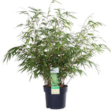 Fargesia Rufa - Plante décorative en extérieur