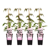 4x - Clematis Montana 'Spring parfumé' - ↨65cm - Ø15
